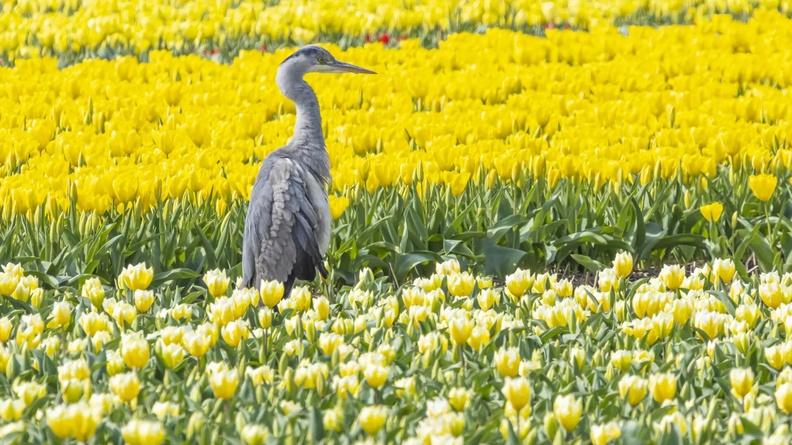 Grey Heron in yellow tulip field, Lisse, Netherlands